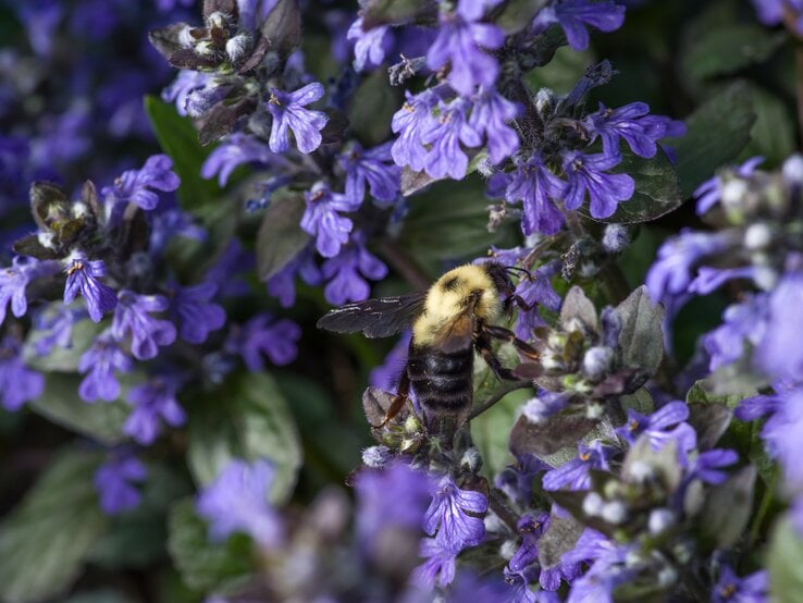 Eine Biene fliegt auf die Blüten einer Gundermann-Pflanze zu. | © Shutterstock/ Fotoz by David G