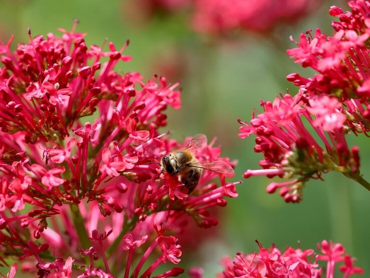 Eine Biene sammelt Pollen auf den leuchtend roten Blüten einer Roten Spornblume vor unscharfem grünen Hintergrund. | © Shutterstock/Marina Lohrbach