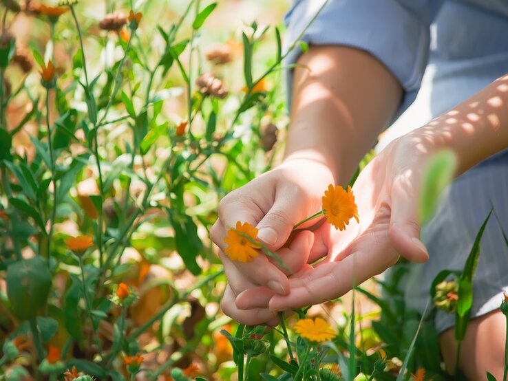 Auf einer Wiese hält jemand zwei Ringelblumen in der Hand. | © Shutterstock/Catherine Southhouse