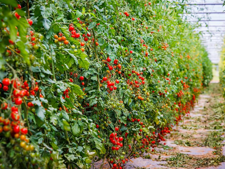 In einem großen Gewächshaus wachsen zahlreiche Tomatenpflanzen. | © Shutterstock/nnattalli