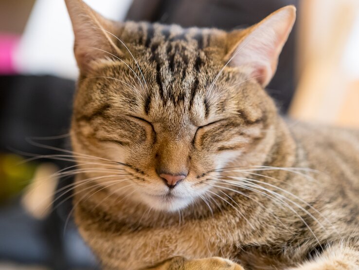 Eine Katze kneift ihre Augen zusammen. | © Getty Images/TommyTang