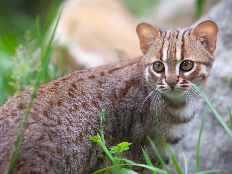 Eine Rostkatze im Freien – sie schaut sich aufmerksam und in Hab-Acht-Stellung um. Ihr Fell ist charakteristisch von rostroter Farbe, durchzogen von dunklen Flecken und Streifen.