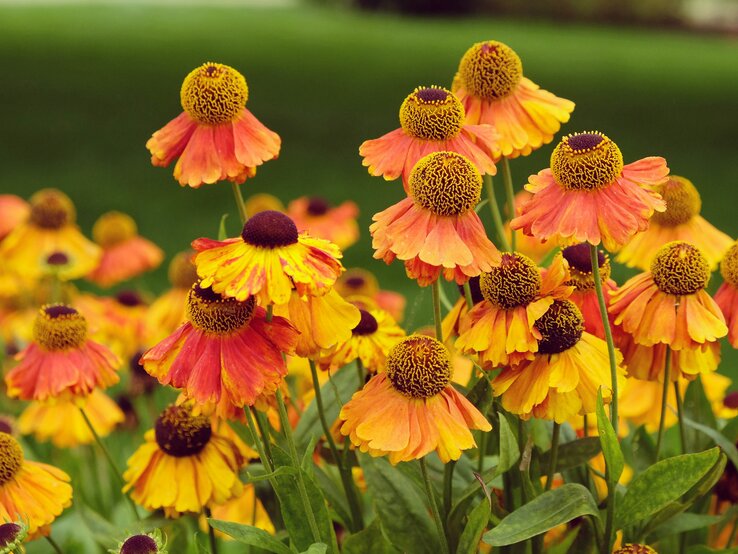 Dauerblühende Pflanze Sonnenbraut mit rot-orangenen Blüten | © Adobe Stock