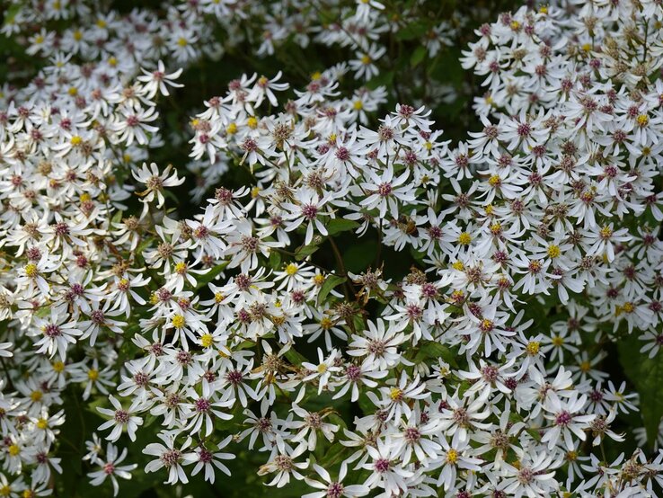 Sperrige Aster mit weißen Blüten | © Adobe Stock