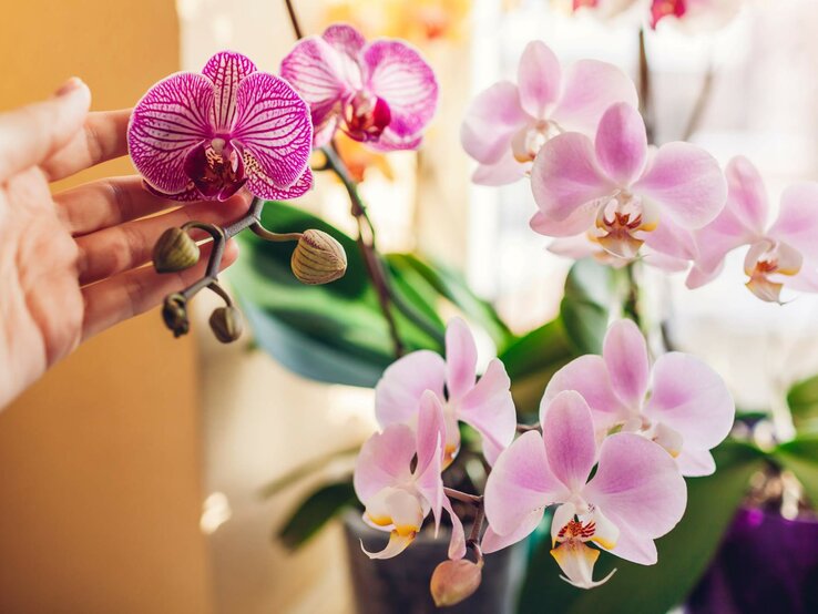 Hand an Orchideen in rosa, lila und gelb