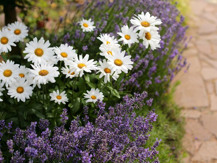 Beet mit Lavendel und Margeriten | © Adobe Stock