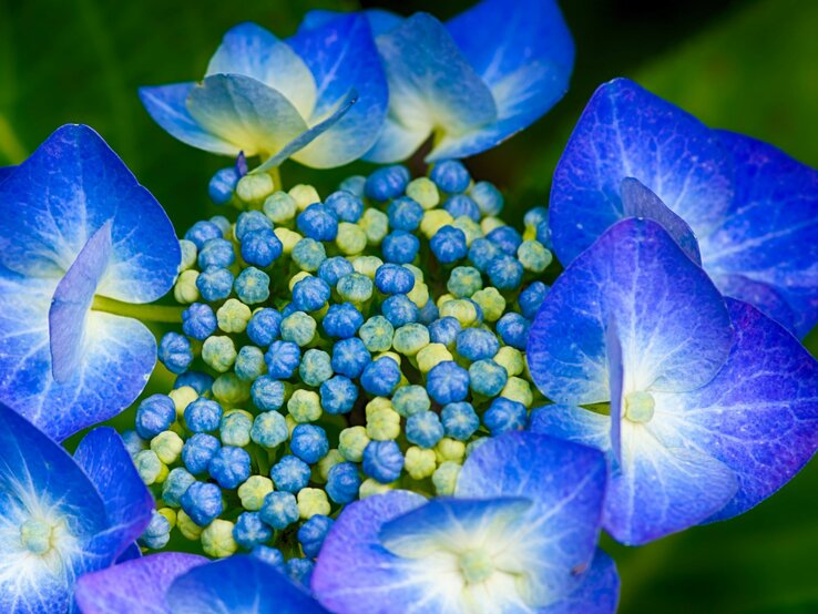 Eine blaue Tellerhortensie in voller Blüte.