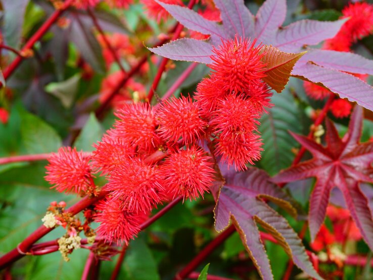  Rote stachelige Samenkapseln des Rizinus stehen im Kontrast zu den gezackten purpurroten Blättern der Pflanze. | © Shutterstock/Mariola Anna S