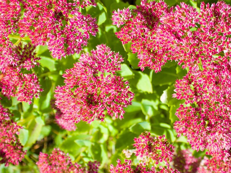 Prächtige pinke Blumenbüschel einer Fetthenne leuchten gegen frisches Grün. | © Shutterstock/DK_2020