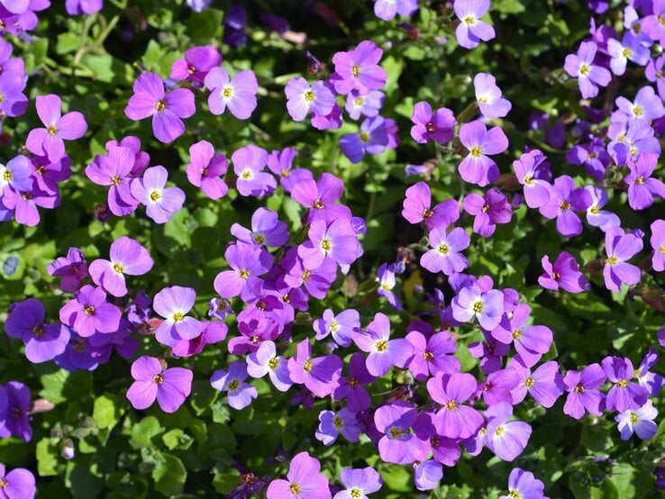Dichtes Blumenmeer aus kleinen, leuchtenden violetten Blüten auf grünem Blattwerk. | © Shutterstock/Nahhana