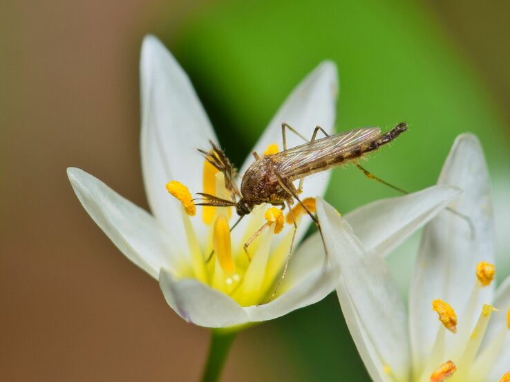 Eine Stechmücke sitzt auf einer weißen blühenden Blume.