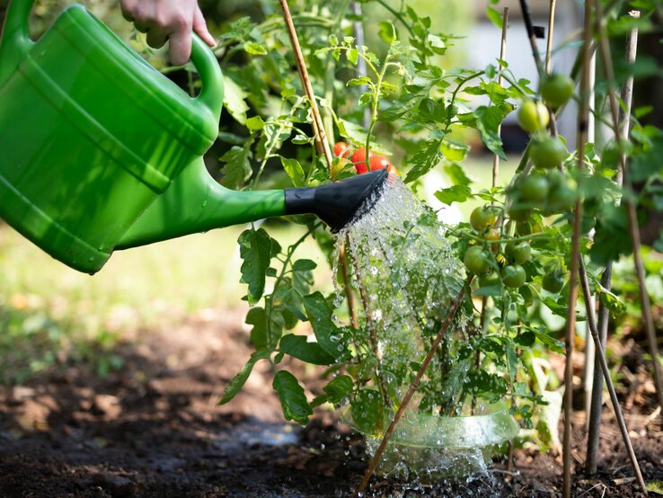 Hand gießt Wasser aus einer grünen Gießkanne auf junge Tomatenpflanzen in einem sonnigen Garten.