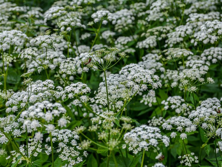 Üppiges Feld mit weißem Giersch, umgeben von grünem Laub, ein Insekt sitzt auf einer Blüte.