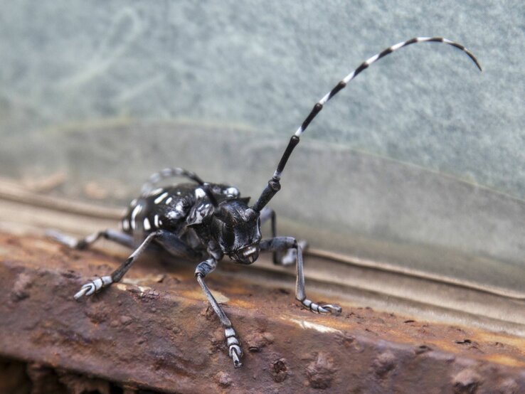 Asiatischer Laubholzbockkäfer, der sich auf einem Holzbrett befindet. Dieser Käfer ist leicht an seinem schwarz-weißen Farbmuster und den auffallend langen Fühlern, die mehr als die doppelte Körperlänge betragen, zu erkennen.