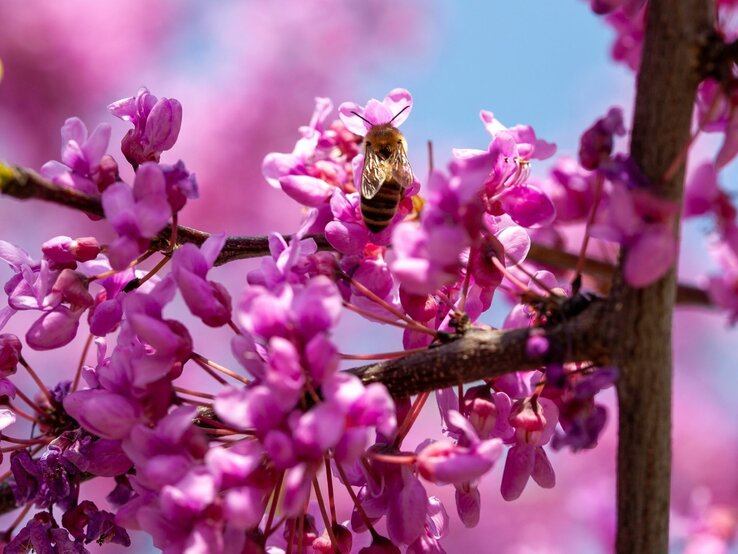 Eine Biene sammelt Nektar auf blühenden, intensiv pinkfarbenen Blüten unter blauem Himmel.