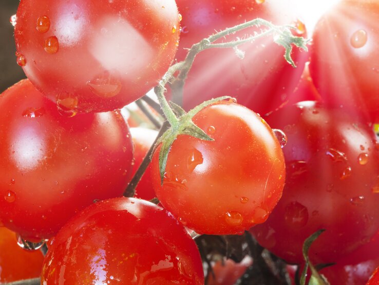 Tomaten | © iStock/ze_pedro 