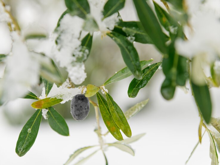Zweige eines Olivenbaumes sind leicht mit Frost bedeckt.