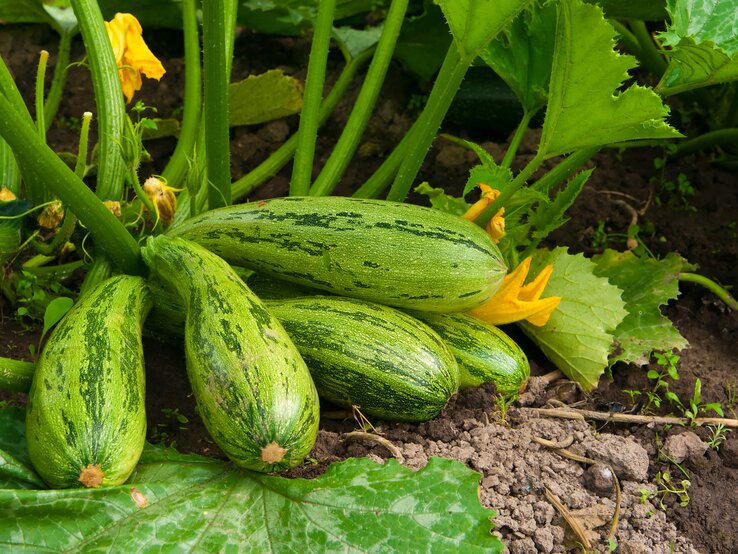 Selbst gezüchtete Zucchini können zwar verdammt gesund sein. Bei falscher Zucht aber auch sehr giftig.