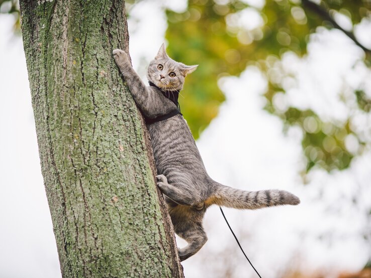Katze klettern einen Baumstamm hoch.