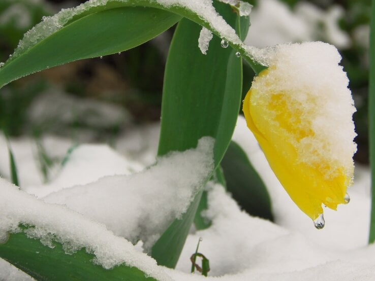 Gelbe Tulpe im Garten unter Frost.
