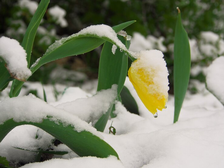 Gelbe Tulpe im Garten unter Frost.