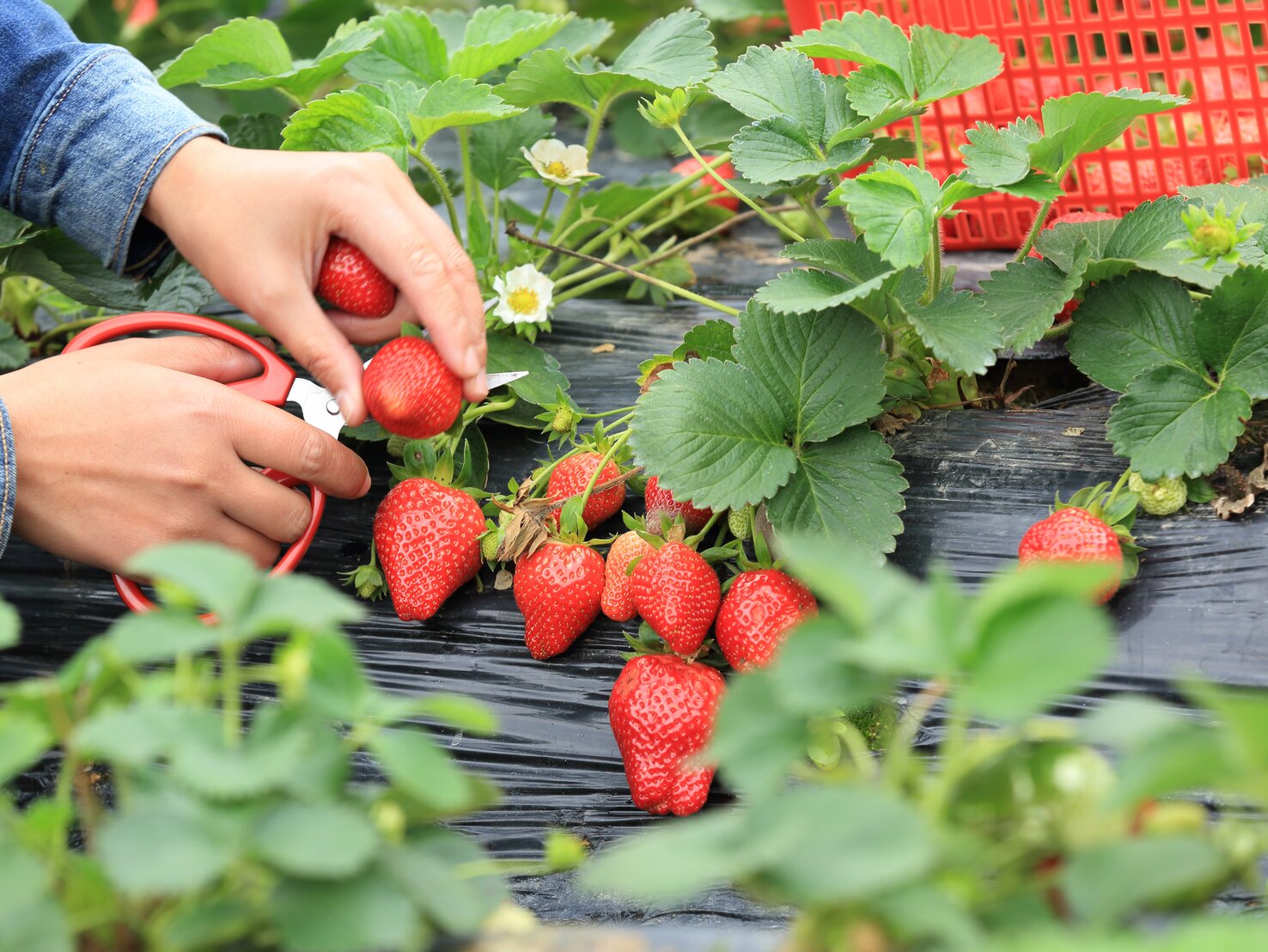 Erdbeeren schneiden Mit diesem Trick geht's richtig schnell