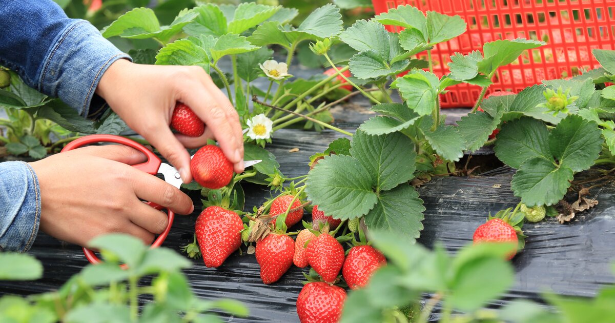 Erdbeeren schneiden Mit diesem Trick geht's richtig schnell