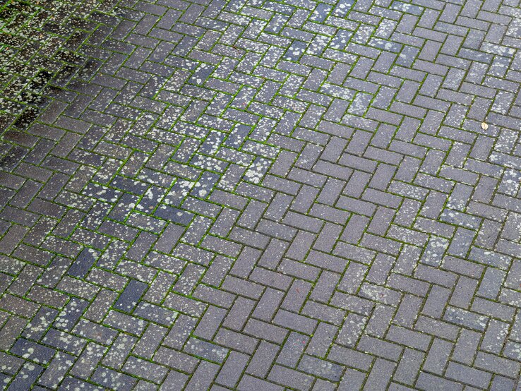 Flechten entfernen Dieses Hausmittel aus der Küche killt sie verlässlich
