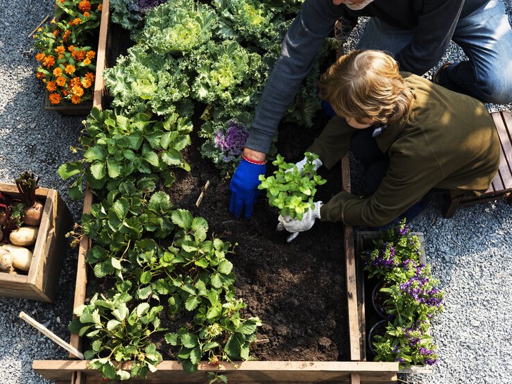 Vater und Kind pflanzen gemeinsam Pflanzen in einem Beet an.