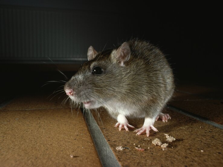 Ratten vertreiben, Ratten verjagen
