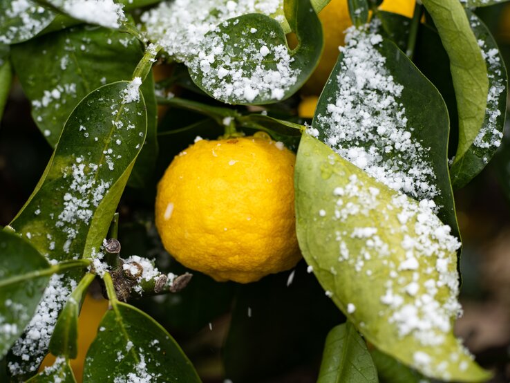 Eine Zitrone eines Zitronenbaums in Nahaufnahme. Die Blätter sind leicht mit Frost bedeckt.