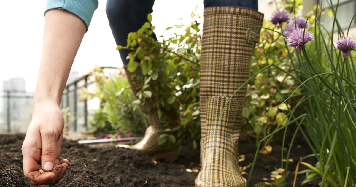 Gemüsegarten im August Welche Pflanzen du jetzt noch säen kannst