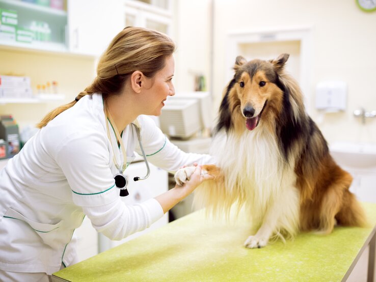 Von der neuen Tierarztgebührenverordnung sind auch Routineuntersuchungen betroffen. Hund beim Tierarzt.