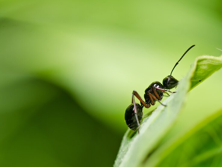 Eine Ameise sitzt auf einem großen Blatt einer Pflanze.
