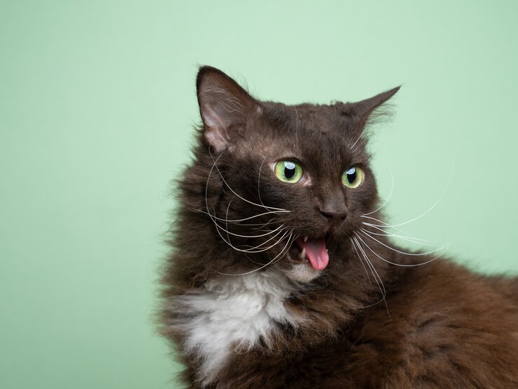 Viele Katzen tun sich schwer mit fremden Gerüchen. Doch einige Düfte sind für die Vierbeiner unerträglich. Welche das sind, lesen Sie hier. | © Shutterstock/Nils Jacobi Braun-weiße Katze vor einem grünen Hintergrund streckt die Zunge raus. | © Shutterstock/Nils Jacobi
