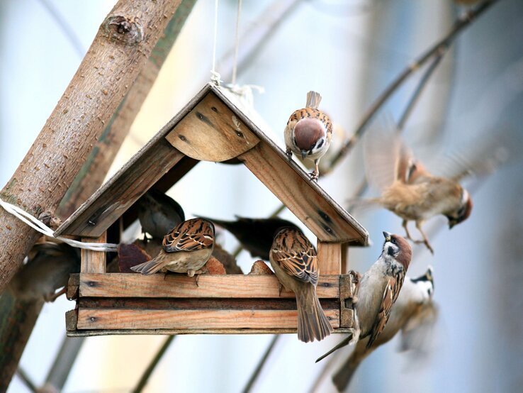 Vögel im Garten, doch dein Vogelhaus bleibt leer Diese Tricks helfen