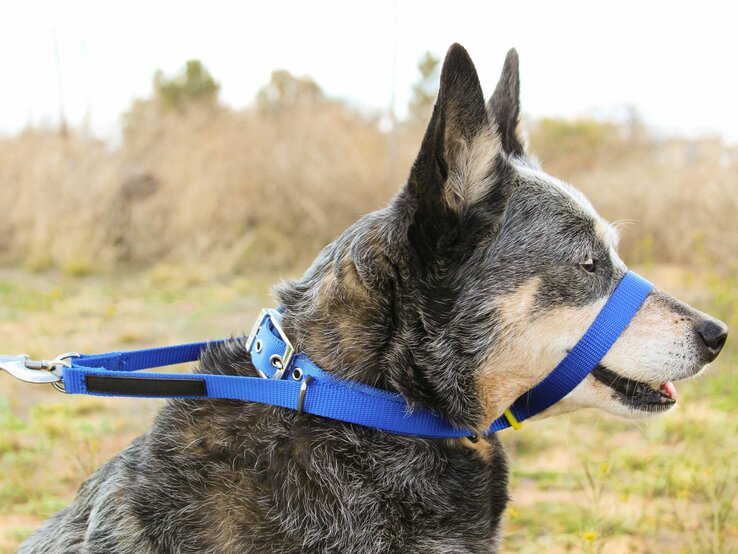 Schäferhund mit Halfter, einem sogenannten Halti