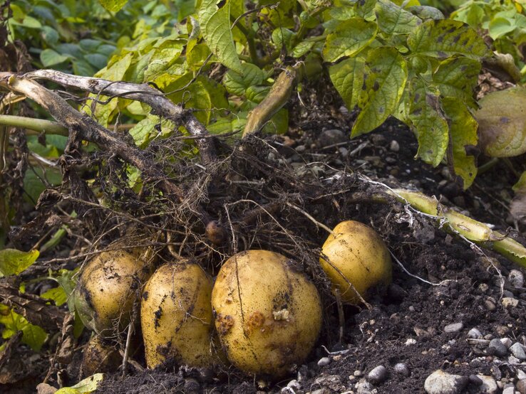 Kartoffeln liegen samt Blättern gebündelt auf erdigem Boden