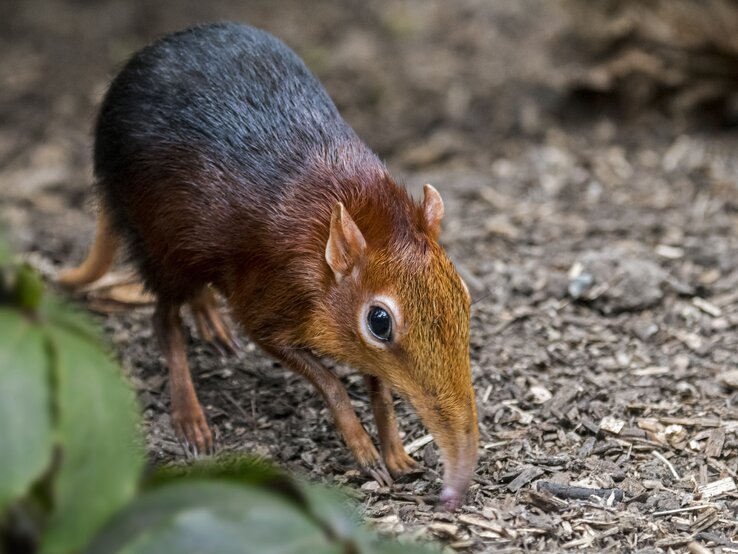 Spitzmaus.jpg | © Arterra / GettyImages