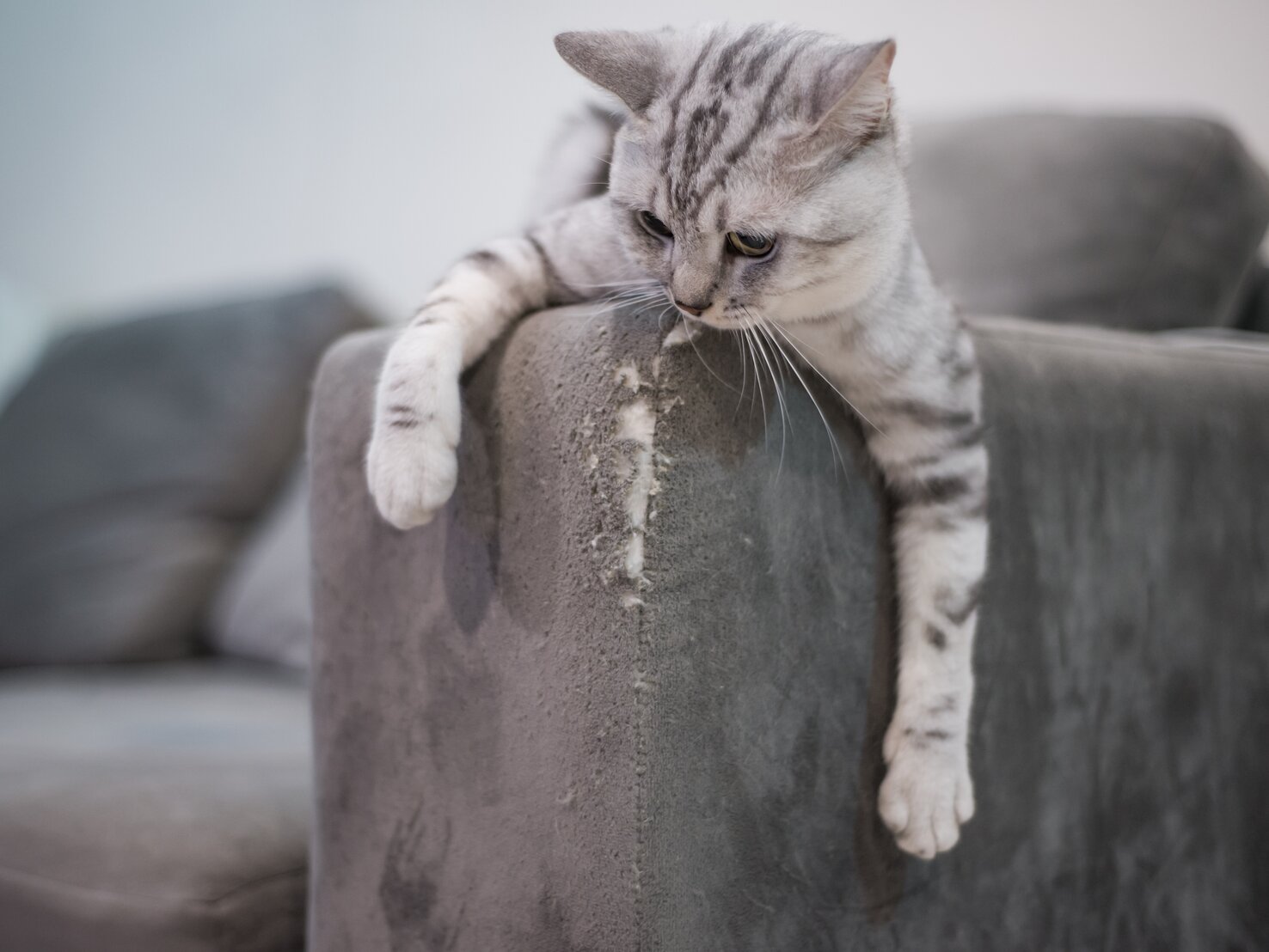 Katze kratzt an Tür und Tapete? Genialer Trick aus der Küche hilft