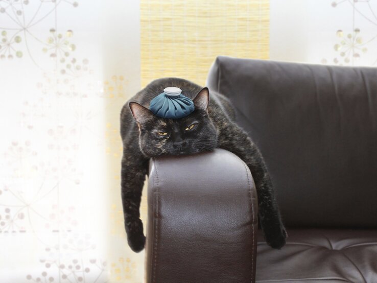 Ein Kater liegt mit einem Kühlbeutel auf dem Kopf auf der Lehne einer Couch.