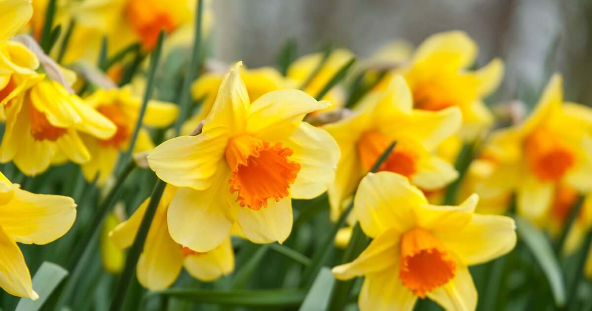 Was Ist Der Unterschied Zwischen Narzissen Und Osterglocken Osterglocke oder Narzisse? Daran erkennst du den Unterschied