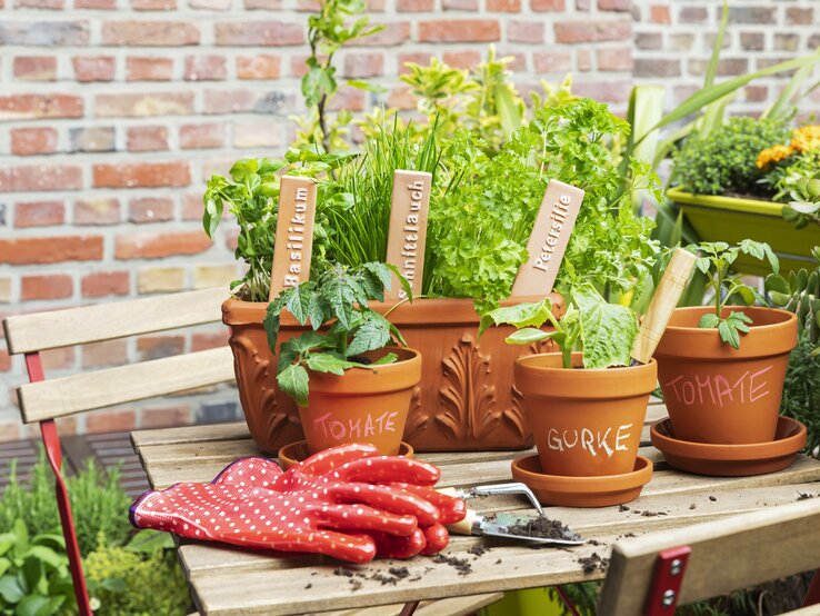 Tisch mit Küchernkräutern im Pflanztopf, bunten Gartenhandschuhen und einer Schaufel. 