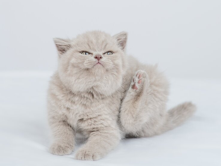 Ein flauschiges hellgraues Kätzchen mit einem leicht missmutigen Gesichtsausdruck sitzt auf einer weißen Unterlage und kratzt sich mit einer erhobenen Hinterpfote am Ohr. Das Kätzchen hat blaue Augen und das Fell erscheint weich und dicht, während es in einer typischen Katzenpose verweilt.