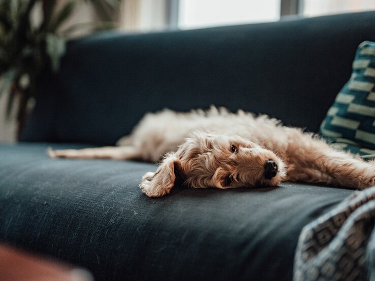 ein Hund liegt auf einem Sofa auf der Seite, er macht einen traurigen Eindruck