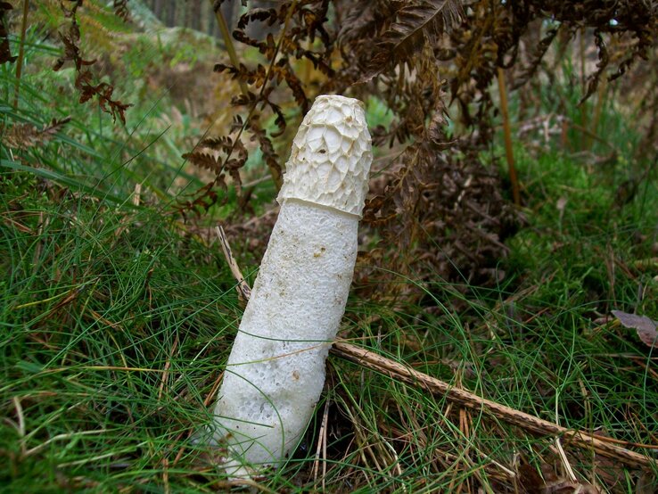 Pilz Phallus impudicus, auch bekannt als Stinkmorchel. Er ist für seine charakteristische Form bekannt, die einem Phallus ähnelt, und für seinen intensiven Geruch, der Insekten anzieht. Dieser Pilz wird oft im Wald unter Laub und in feuchten Gebieten gefunden.