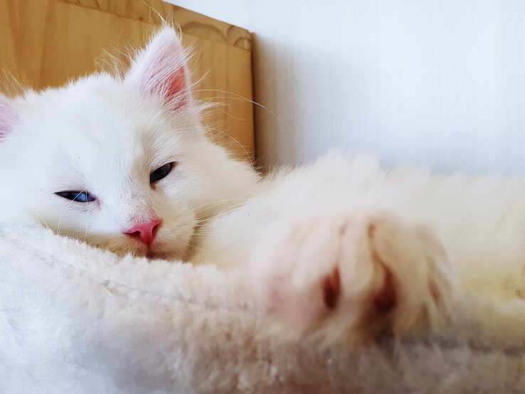 Weißer Maine Coon-Kater liegt mit halbgeschlossenen Augen in einem Körbchen