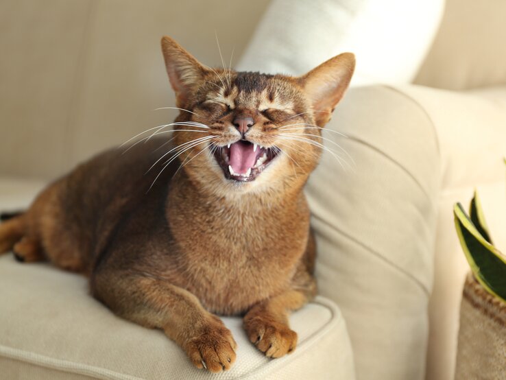 Katze liegt auf dem Sofa und miaut. 