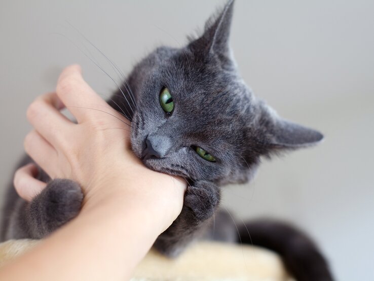 Graue Katze mit grünen Augen beißt in eine Hand.