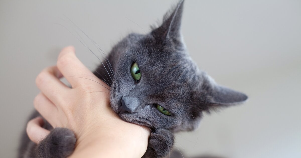 Ihre Katze beißt beim Streicheln? 5 mögliche Gründe
